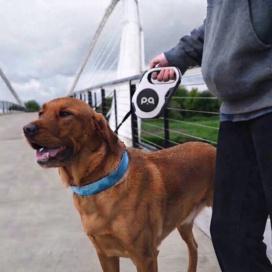 Smart LED Dog Leash